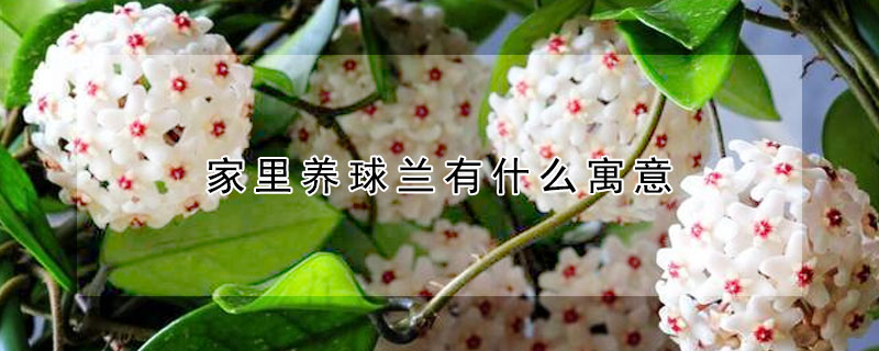 家里養(yǎng)球蘭有什么寓意