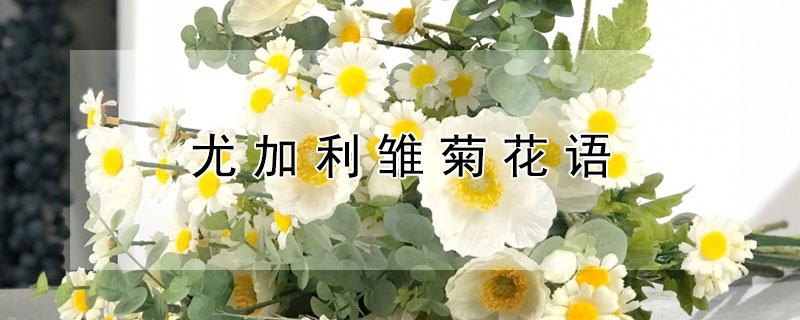 尤加利雛菊花語(yǔ)