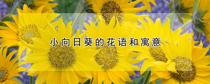 小向日葵的花語和寓意