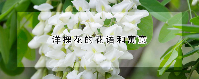 洋槐花的花語和寓意