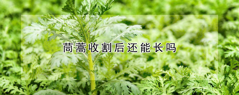 茼蒿收割后還能長嗎