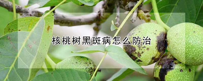 核桃樹黑斑病怎么防治