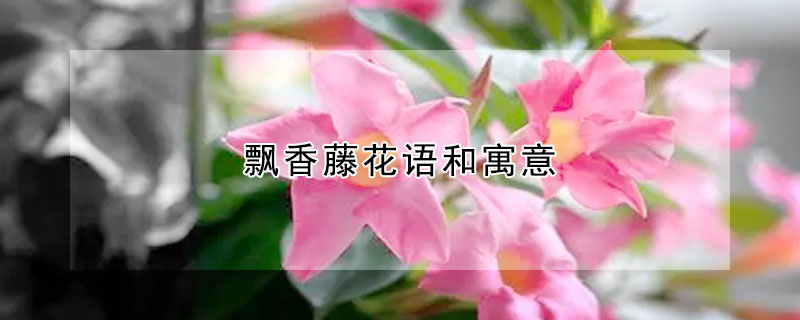 飄香藤花語和寓意