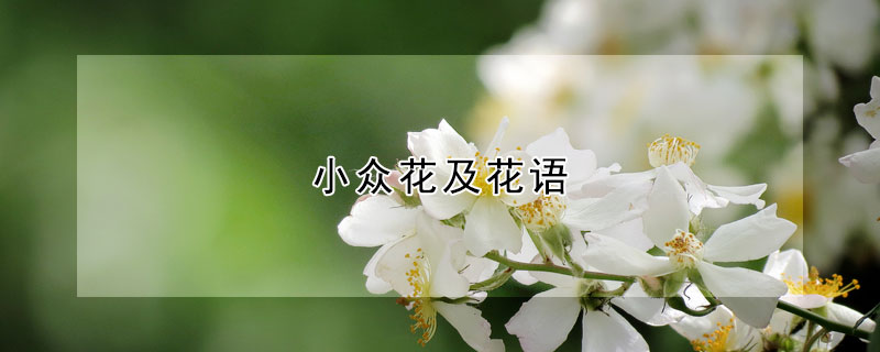 小眾花及花語