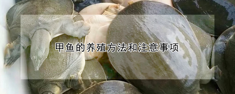 甲魚的養(yǎng)殖方法和注意事項