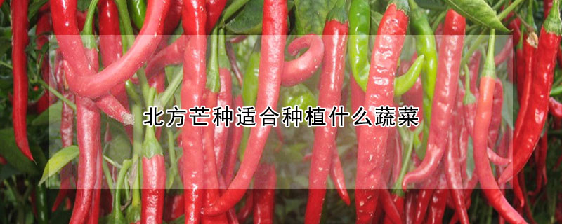 北方芒種適合種植什么蔬菜