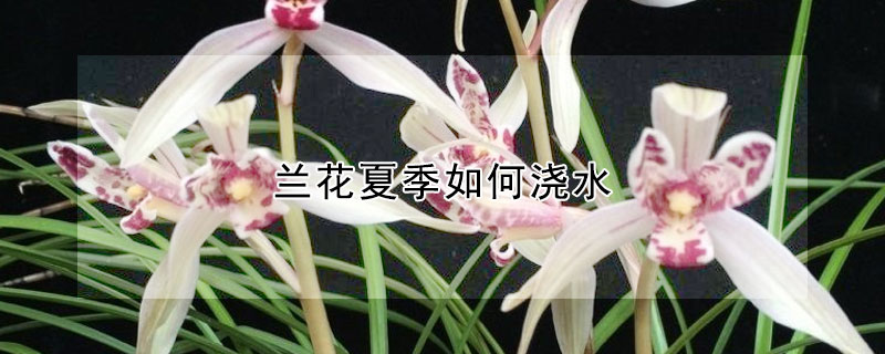 蘭花夏季如何澆水