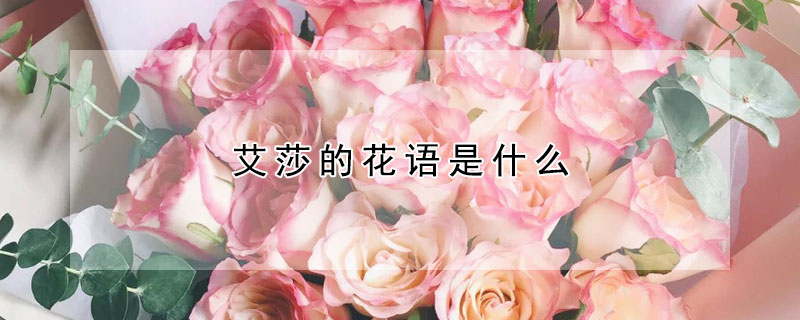 艾莎的花語是什么