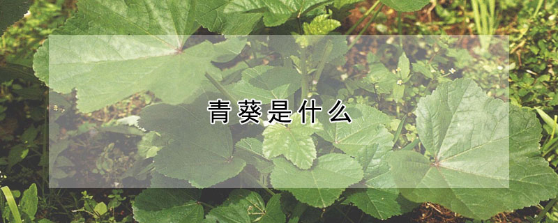 青葵是什么