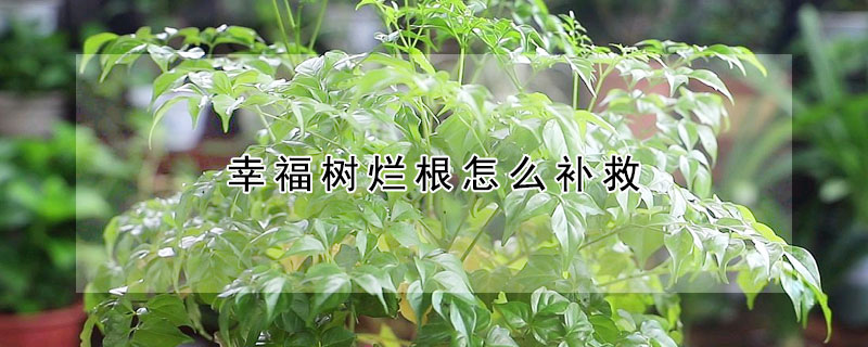 幸福樹爛根怎么補救