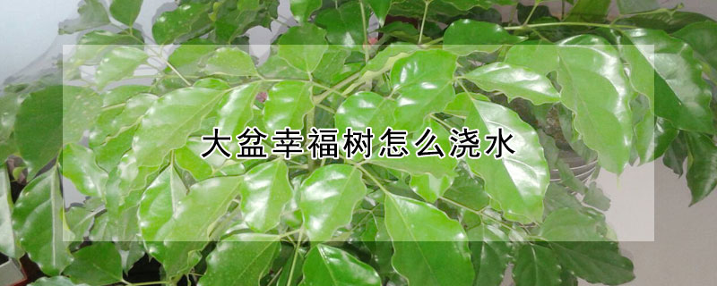 大盆幸福樹怎么澆水