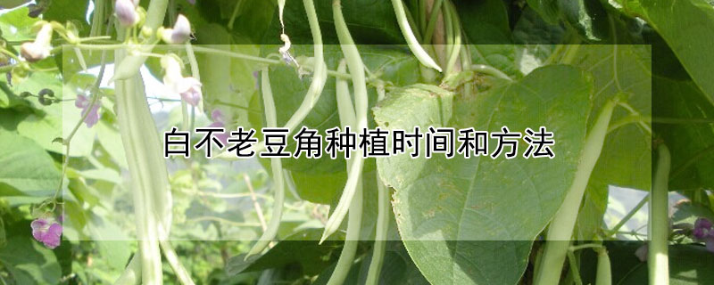 白不老豆角種植時(shí)間和方法