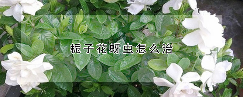 梔子花長(zhǎng)蚜蟲怎么治