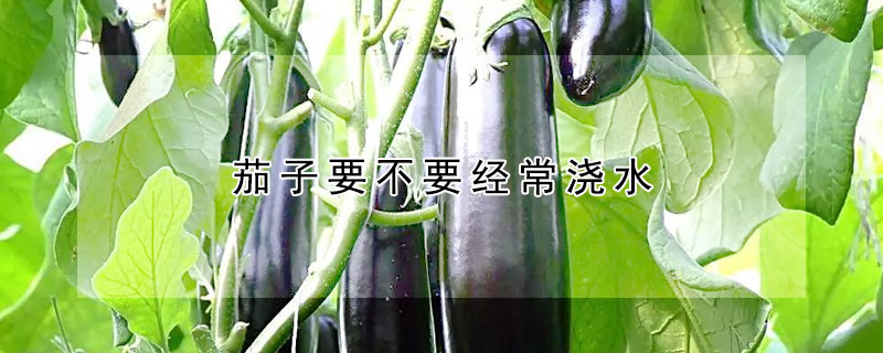 茄子要不要經常澆水