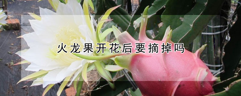 火龍果開花后要摘掉嗎