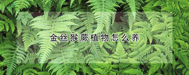 金絲猴蕨植物怎么養