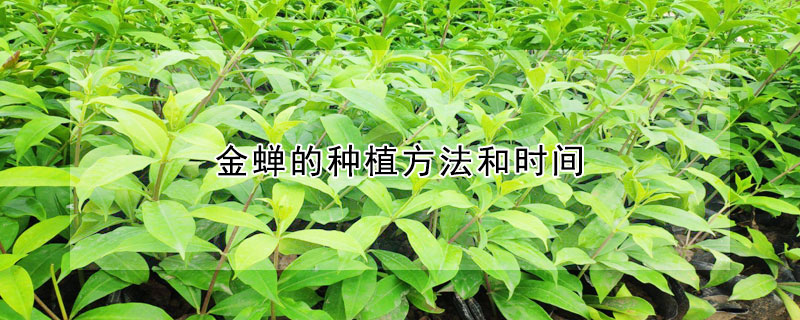 金蟬的種植方法和時間