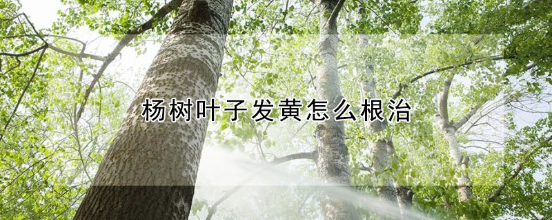 楊樹(shù)葉子發(fā)黃怎么根治