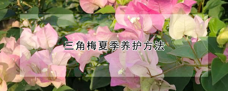 三角梅夏季養護方法