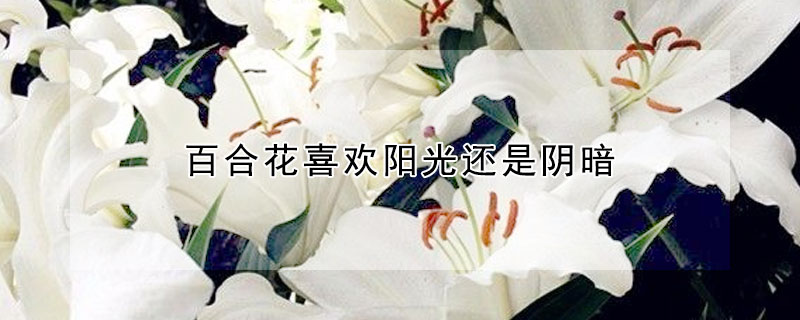 百合花喜歡陽光還是陰暗