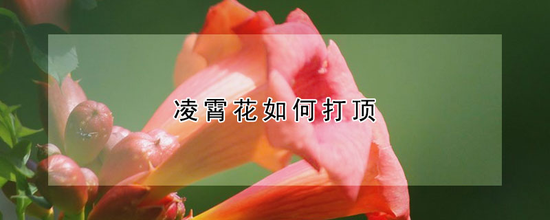 凌霄花如何打頂