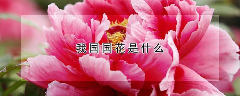 我國(guó)國(guó)花是什么