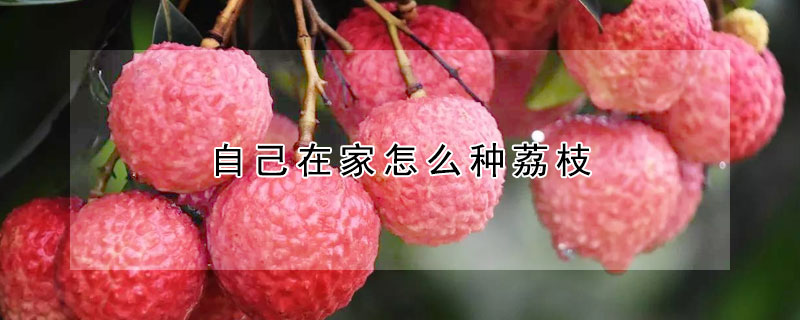 自己在家怎么種荔枝