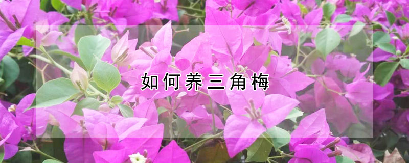 如何養(yǎng)三角梅