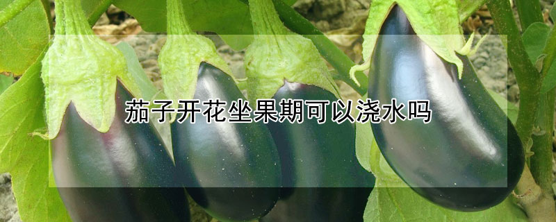 茄子開花坐果期可以澆水嗎