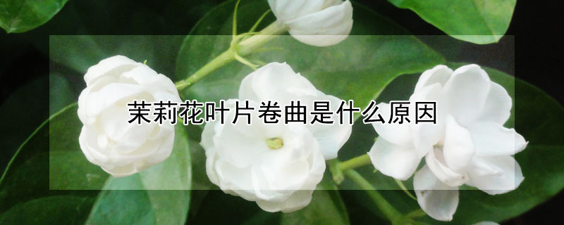 茉莉花葉片卷曲是什么原因