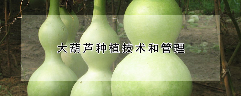 大葫蘆種植技術(shù)和管理