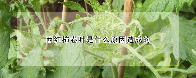 西紅柿卷葉是什么原因造成的