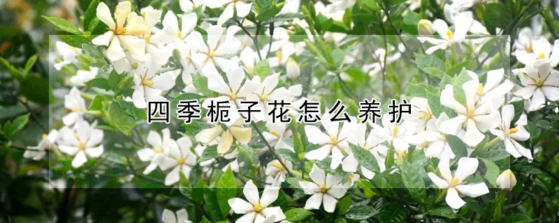 四季梔子花怎么養護