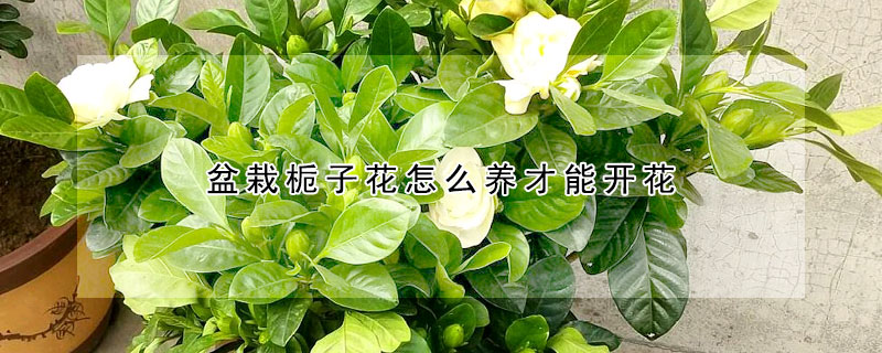 盆栽梔子花怎么養(yǎng)才能開(kāi)花