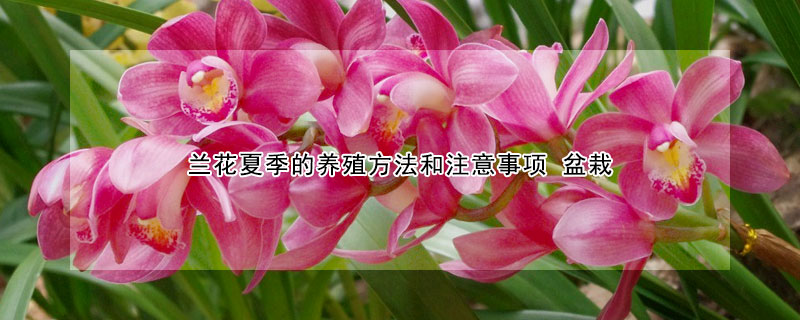 蘭花夏季的養(yǎng)殖方法和注意事項(xiàng) 盆栽