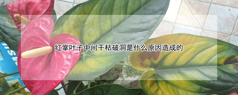 紅掌葉子中間干枯破洞是什么原因造成的