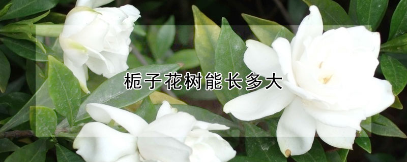 梔子花樹能長(zhǎng)多大