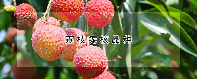 荔枝無(wú)核品種