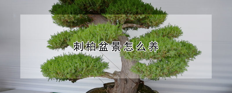 刺柏盆景怎么養(yǎng)