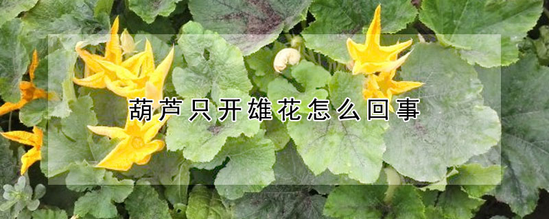 葫蘆只開雄花怎么回事