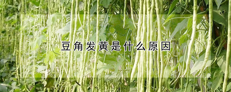 豆角發黃是什么原因