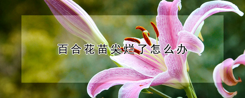 百合花苗尖爛了怎么辦