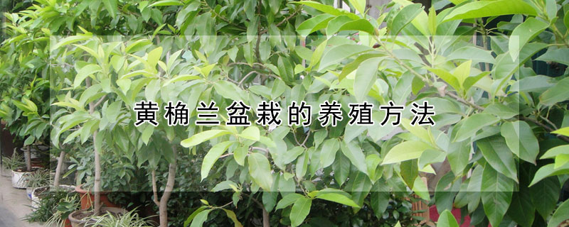 黃桷蘭盆栽的養殖方法