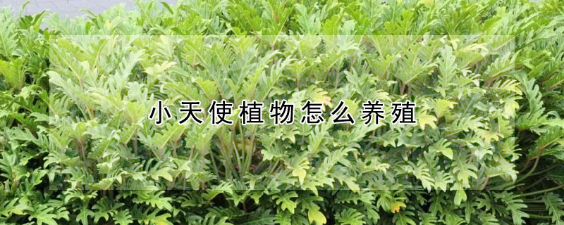 小天使植物怎么養(yǎng)殖