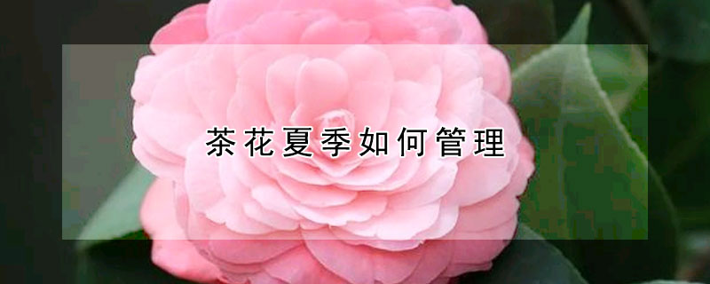 茶花夏季如何管理