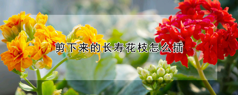 剪下來的長壽花枝怎么插