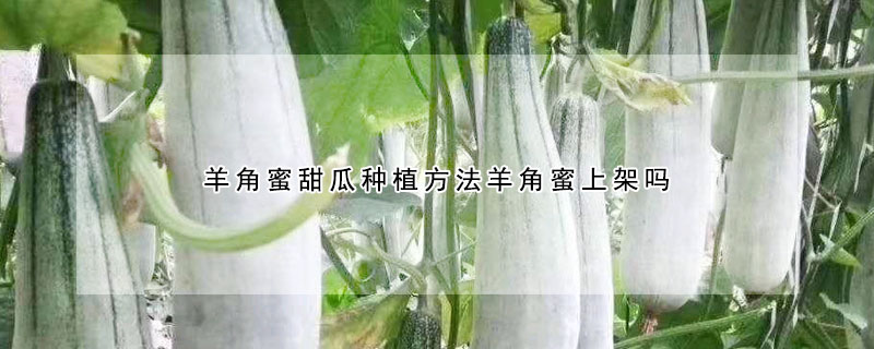 羊角蜜甜瓜種植方法羊角蜜上架嗎