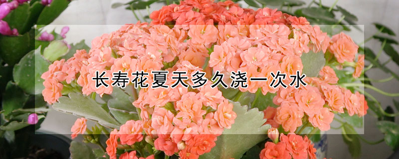 長壽花夏天多久澆一次水