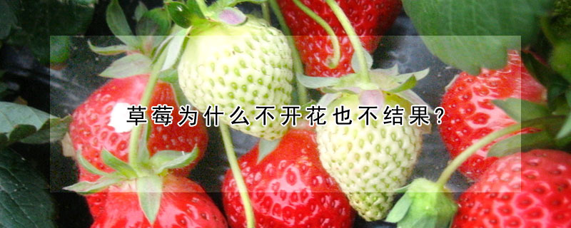 草莓為什么不開花也不結(jié)果?