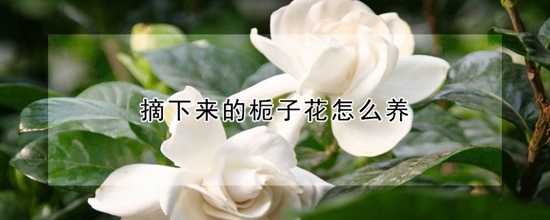 摘下來的梔子花怎么養(yǎng)